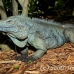 iguana_blue_qebp_gc_h_0192_cay0663.jpg